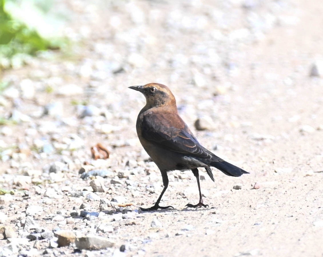 Rusty Blackbird - ML642242074