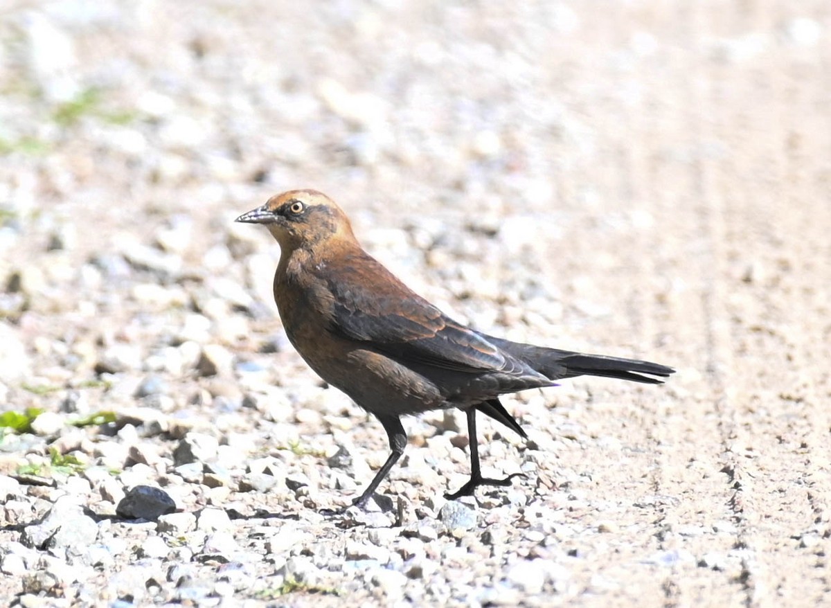 Rusty Blackbird - ML642242075