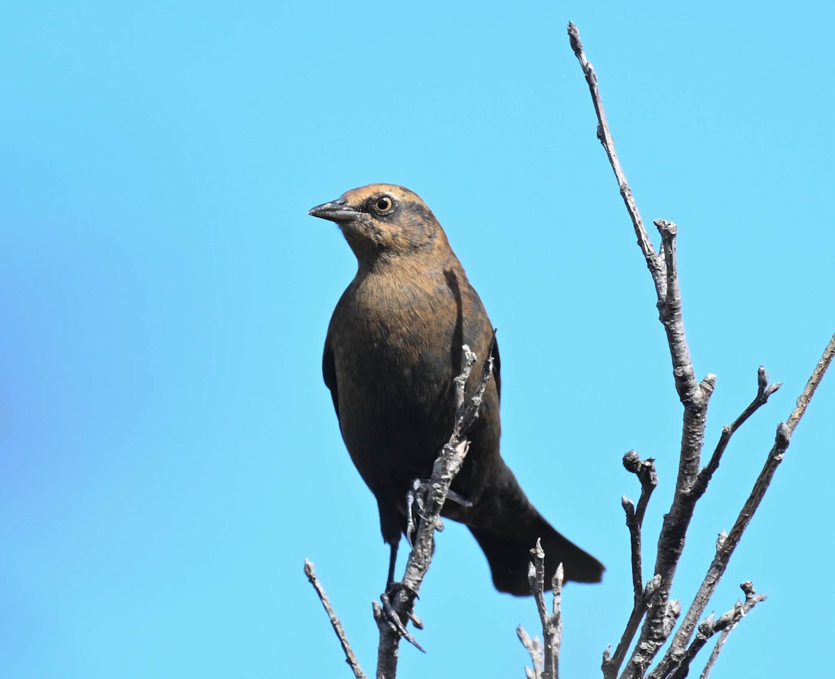 Rusty Blackbird - ML642242076