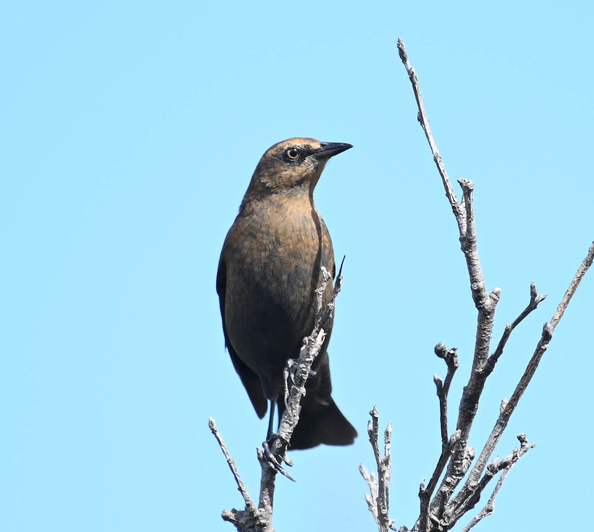 Rusty Blackbird - ML642242077