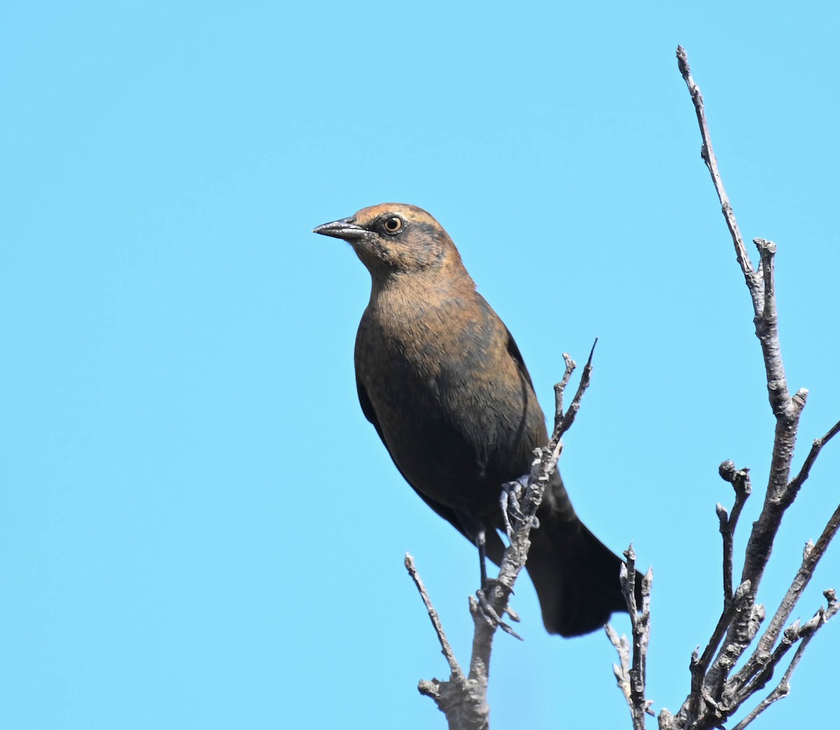 Rusty Blackbird - ML642242078