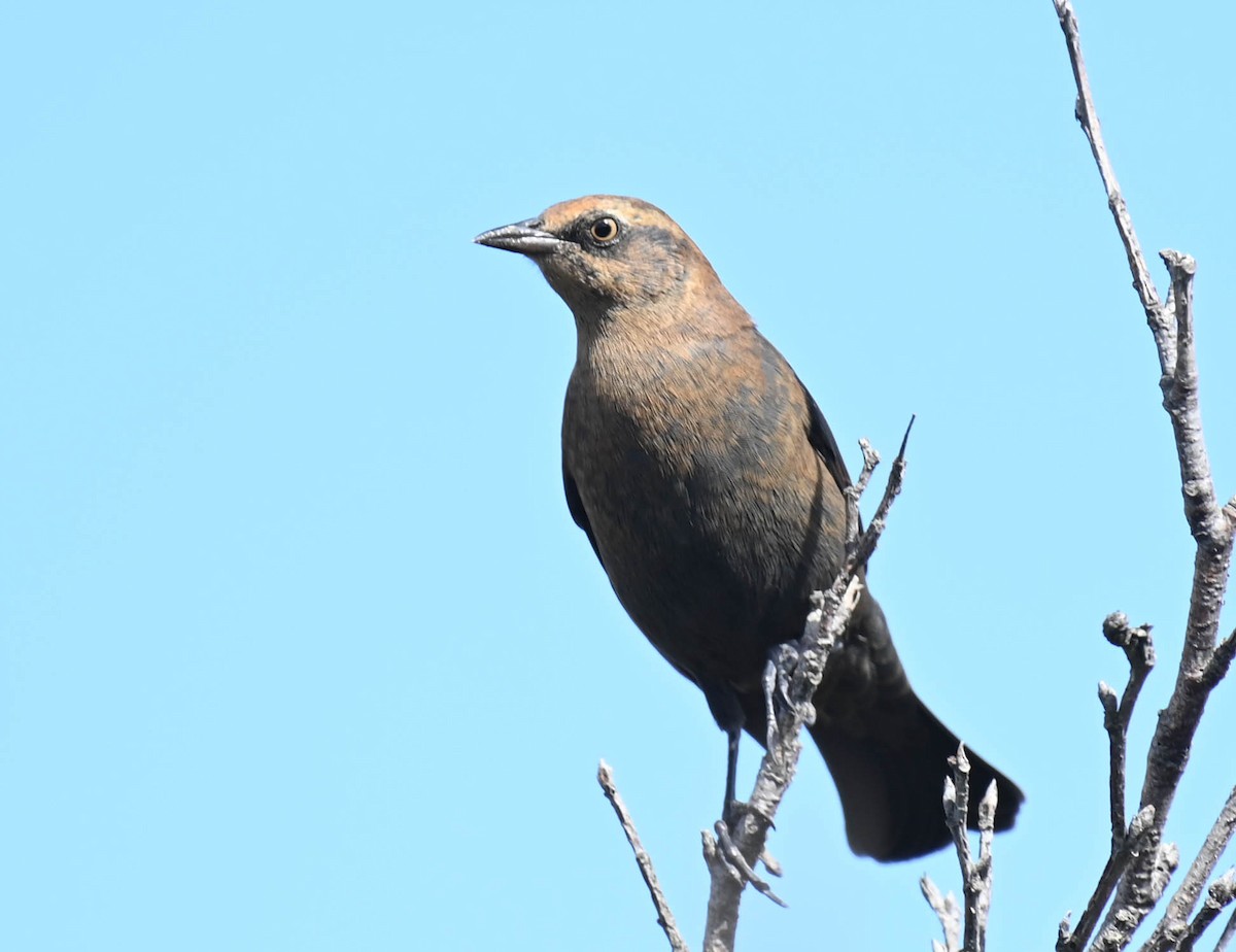 Rusty Blackbird - ML642242080