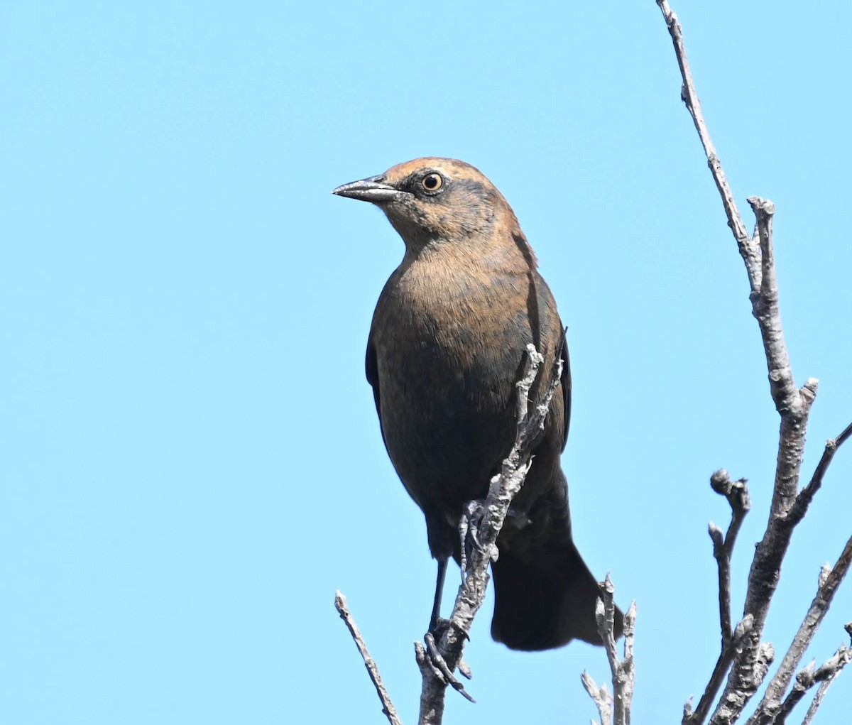 Rusty Blackbird - ML642242081