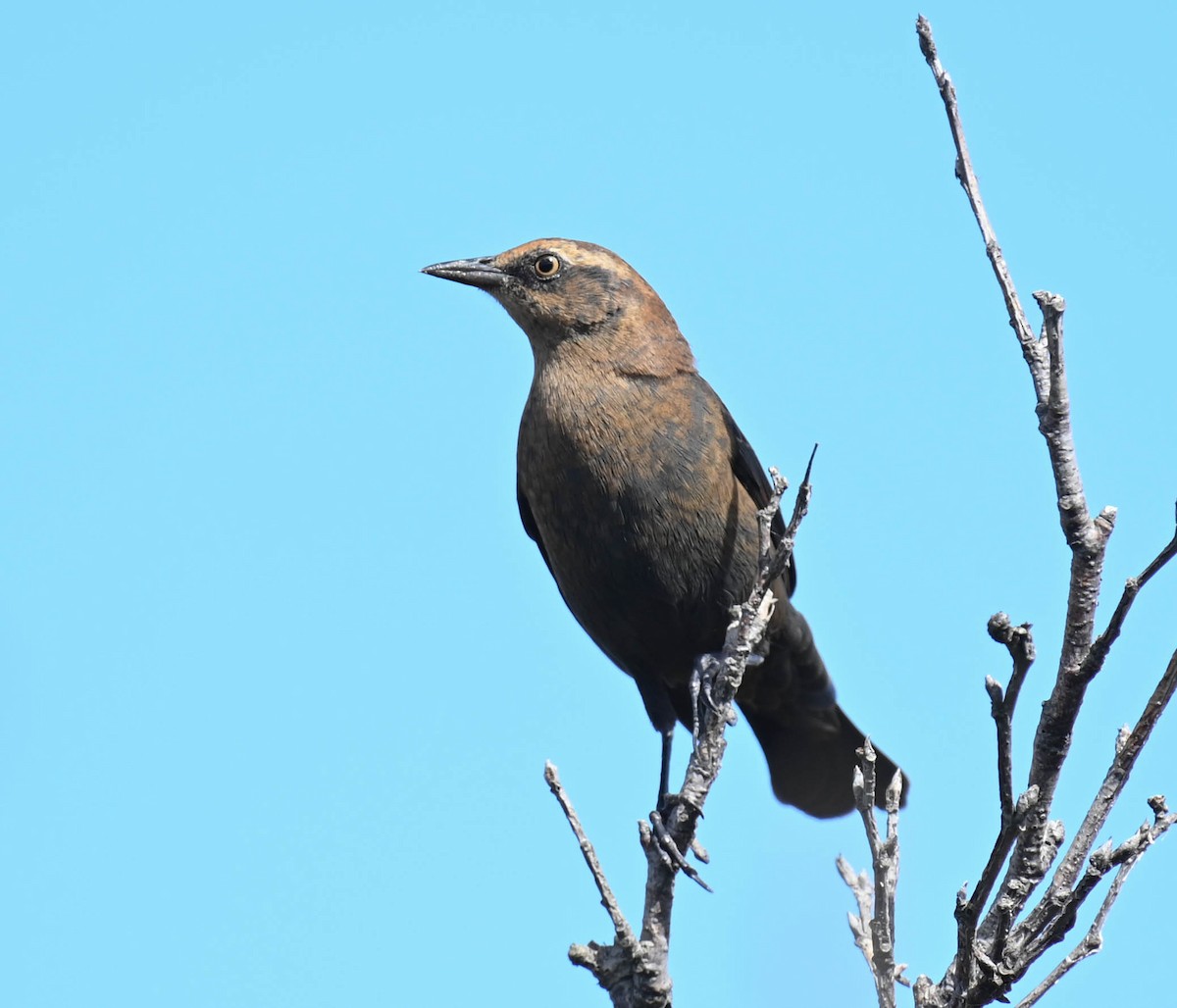 Rusty Blackbird - ML642242082