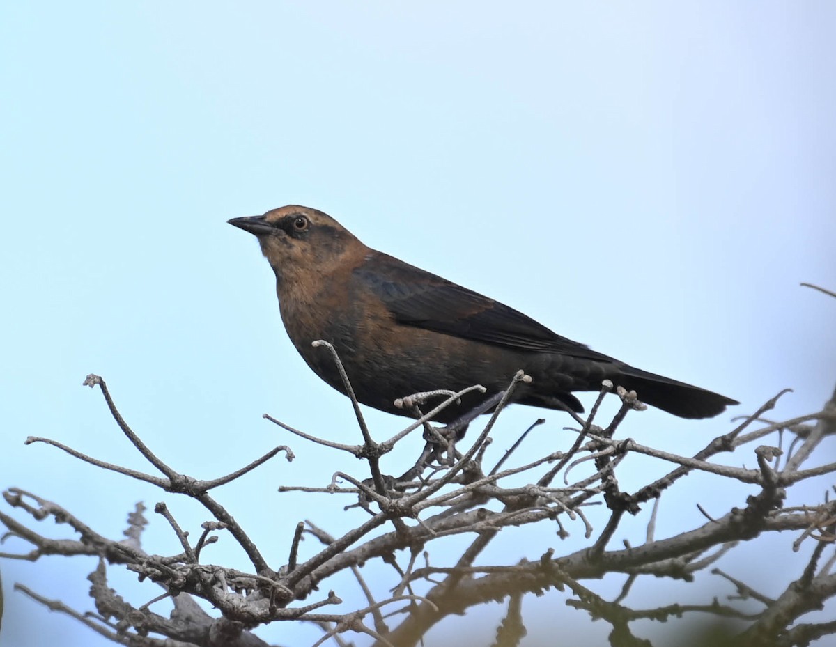 Rusty Blackbird - ML642242083