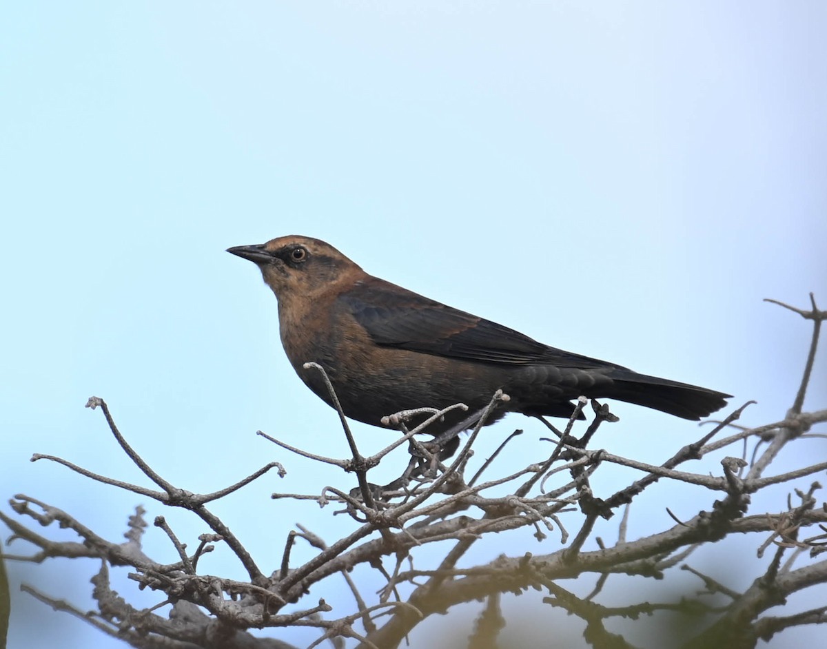 Rusty Blackbird - ML642242084