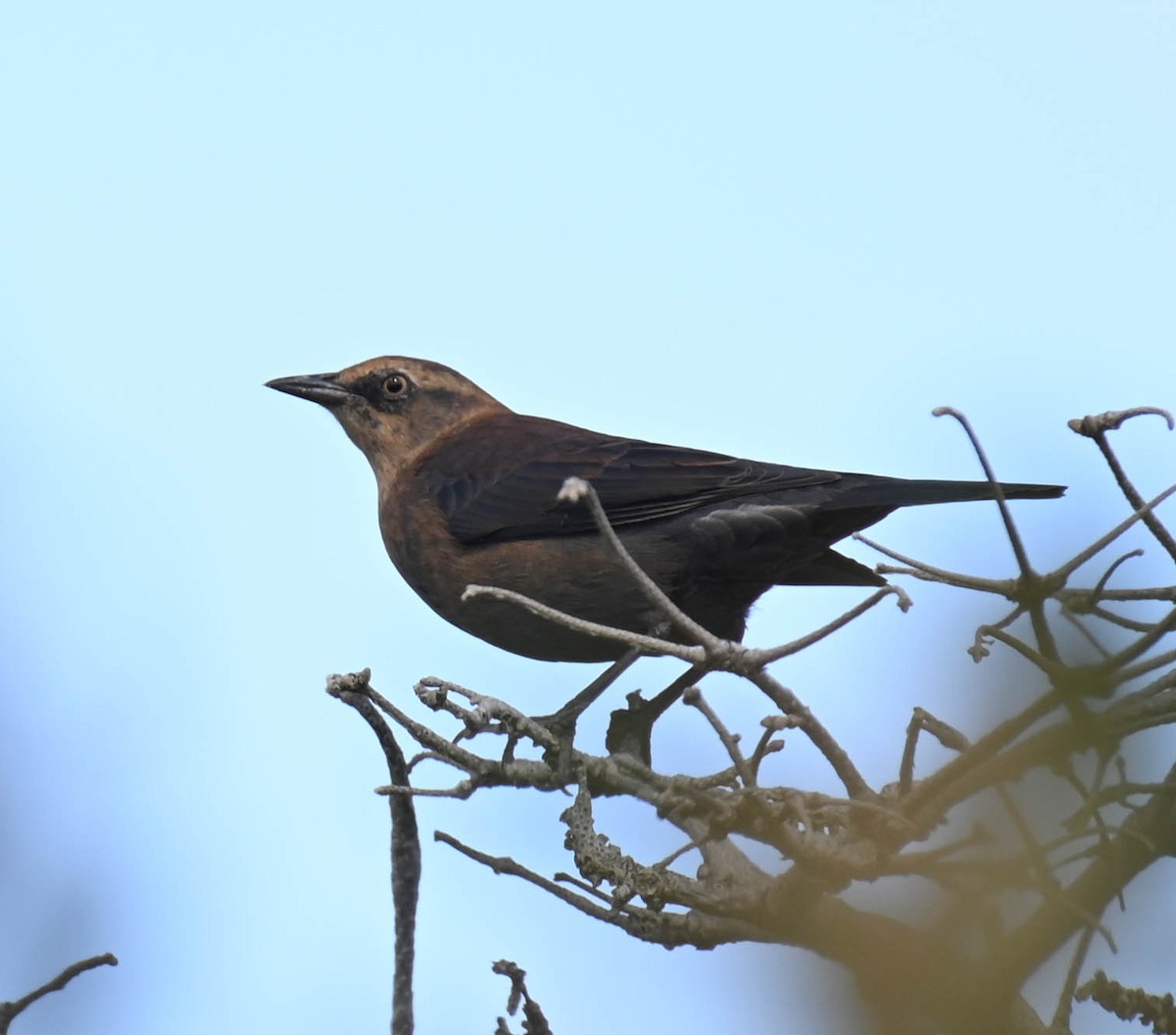 Rusty Blackbird - ML642242085