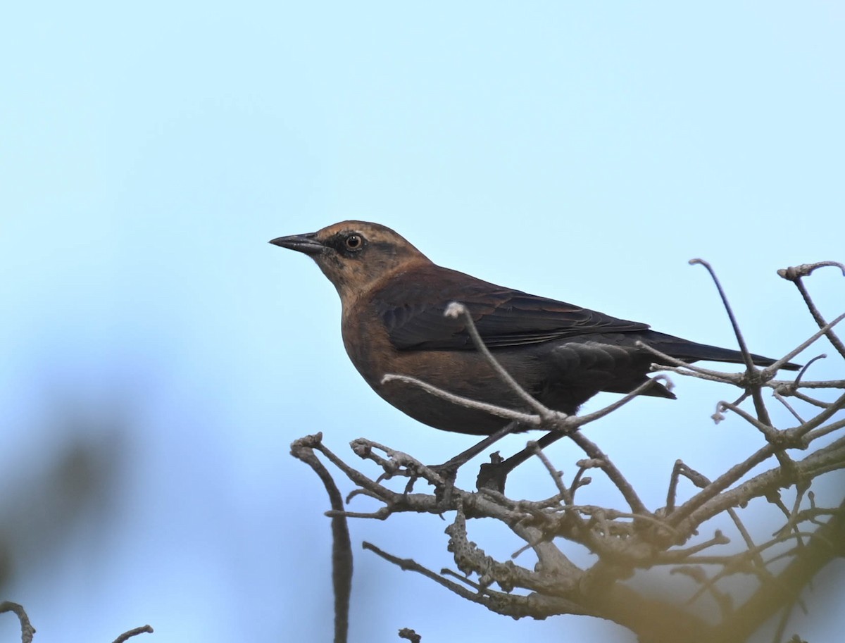 Rusty Blackbird - ML642242086