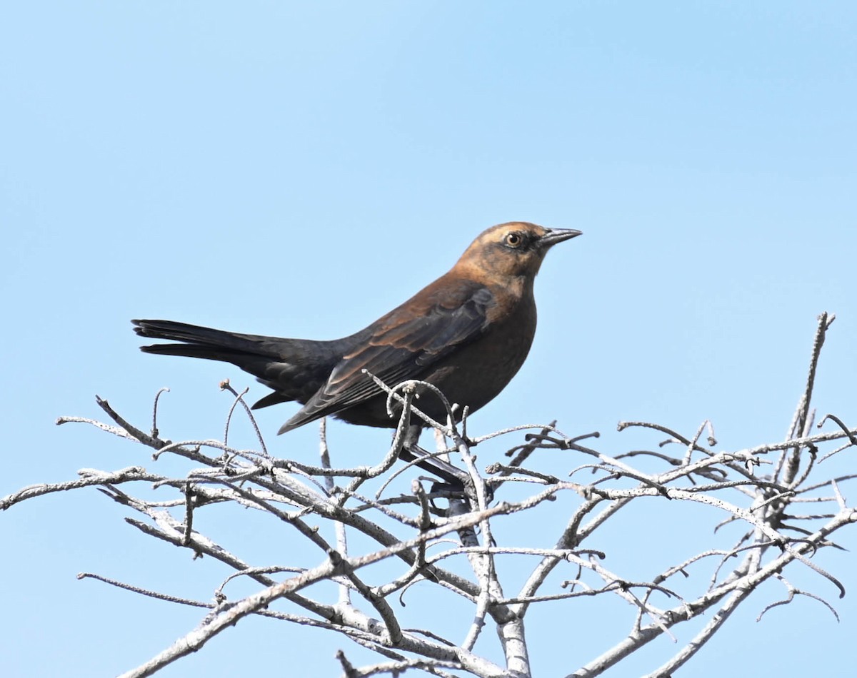 Rusty Blackbird - ML642242087