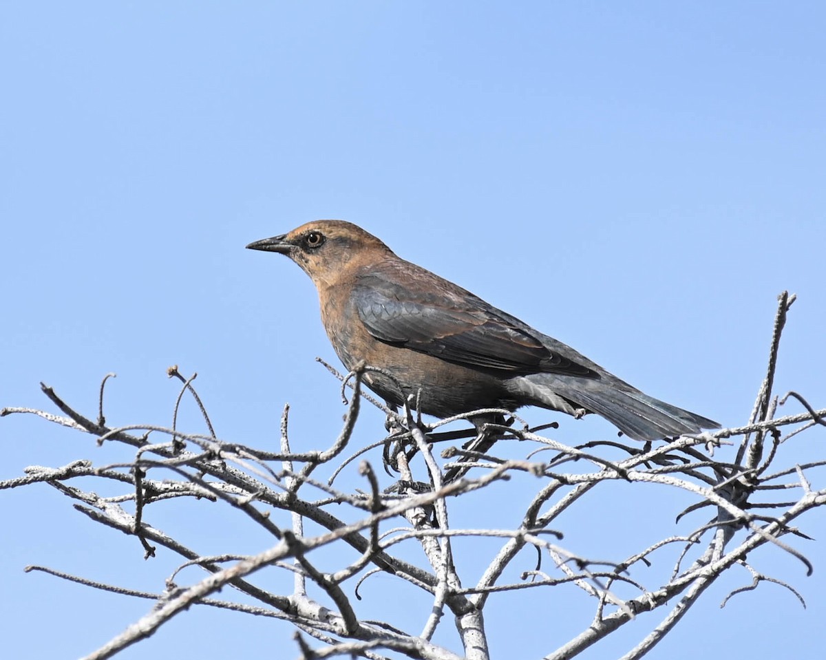 Rusty Blackbird - ML642242088