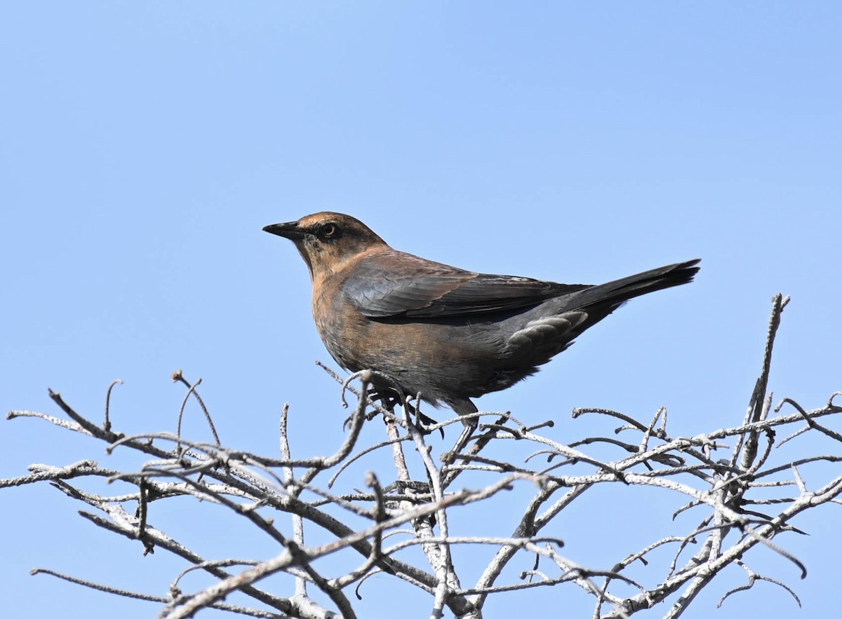 Rusty Blackbird - ML642242089