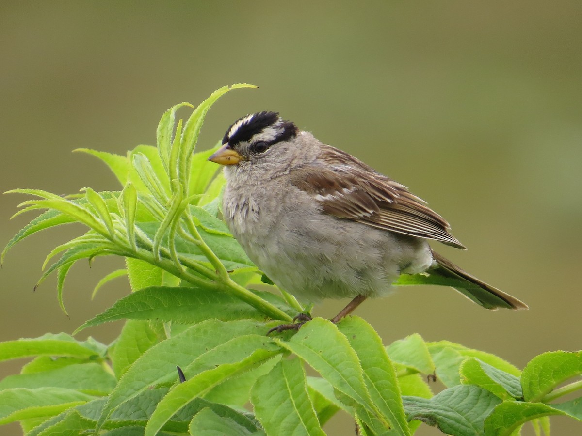 White-crowned Sparrow - ML642242102