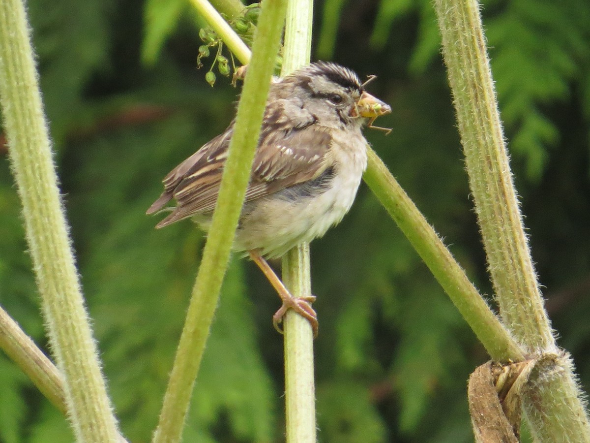 White-crowned Sparrow - ML642242104