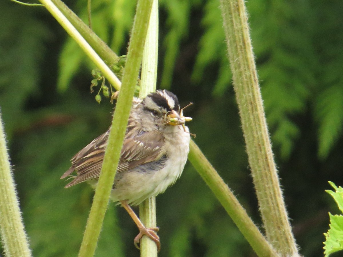 White-crowned Sparrow - ML642242106
