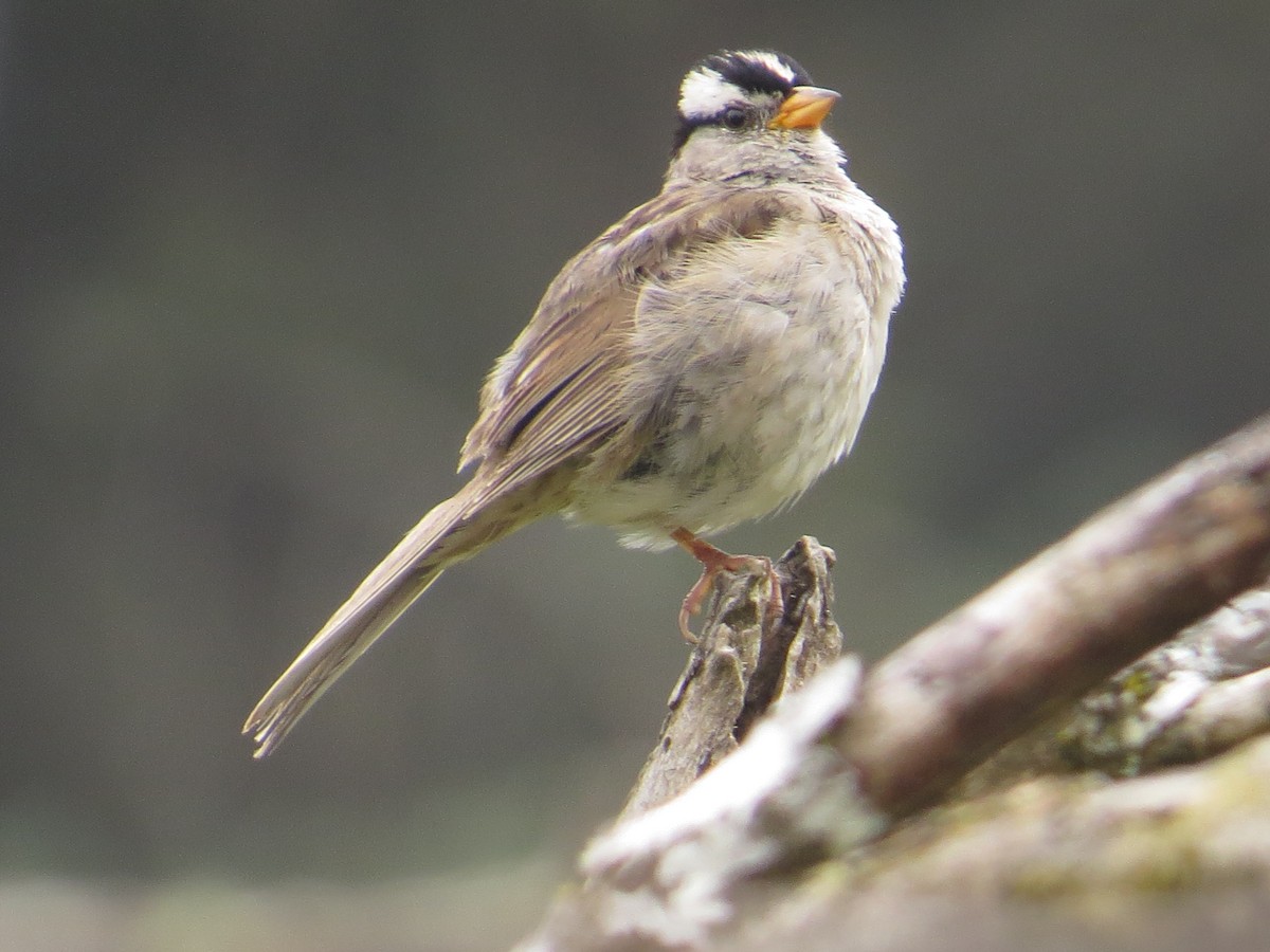 White-crowned Sparrow - ML642242107
