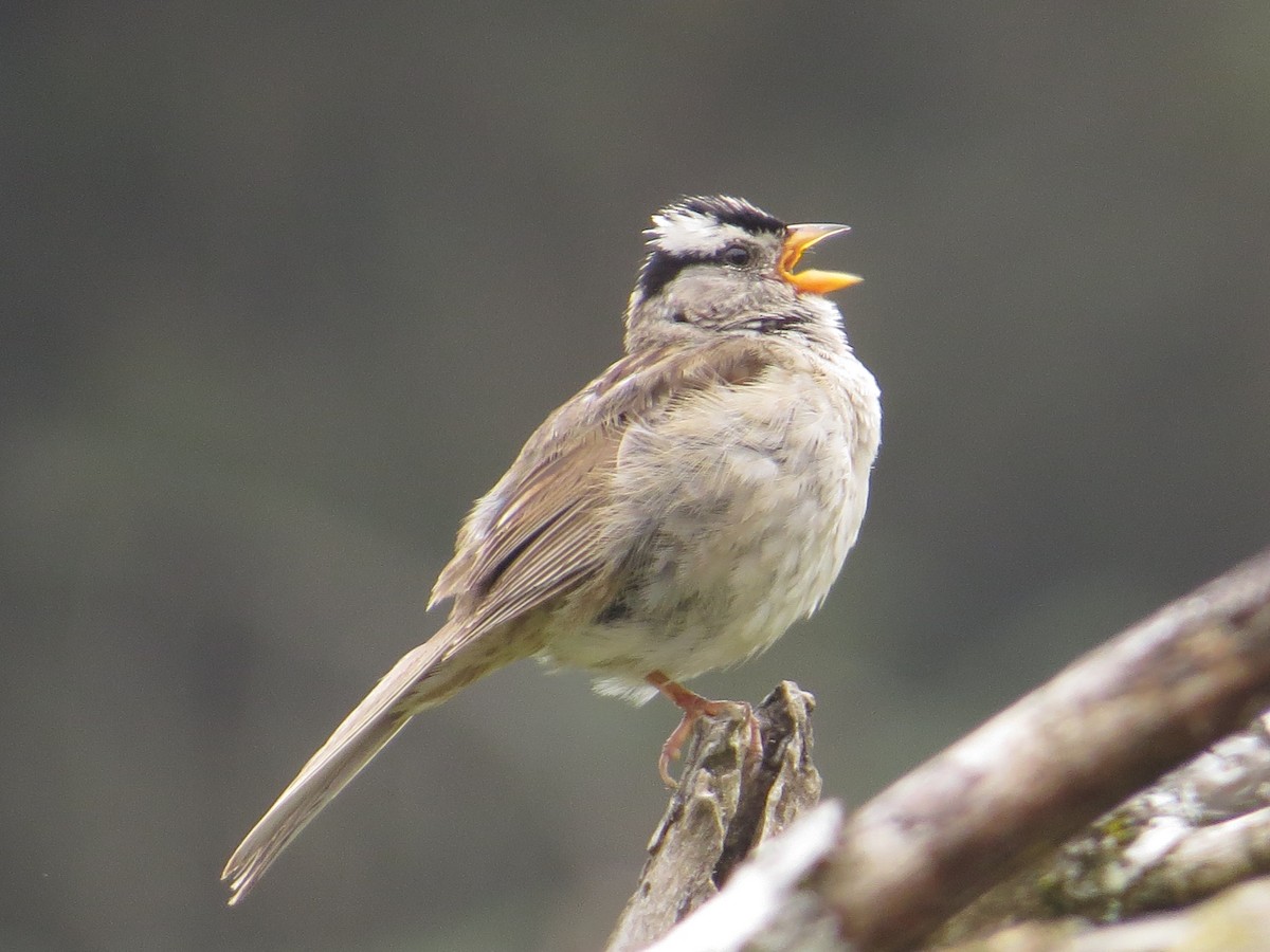 White-crowned Sparrow - ML642242108