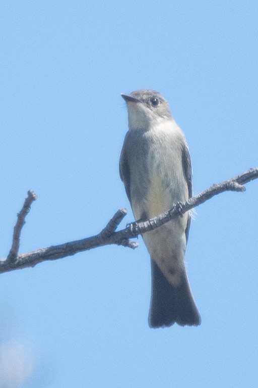 Western Wood-Pewee - ML642242128