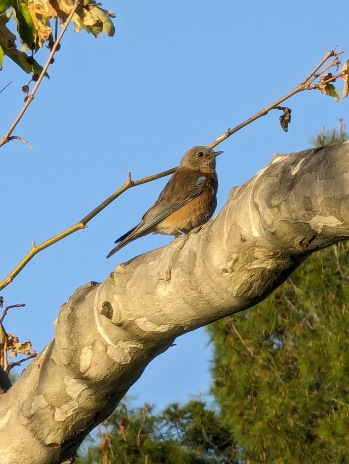 Western Bluebird - ML642242129