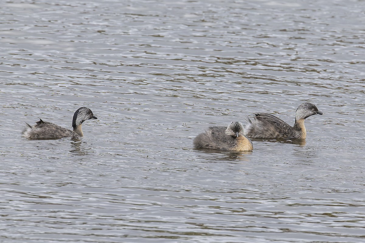 Hoary-headed Grebe - ML642242141