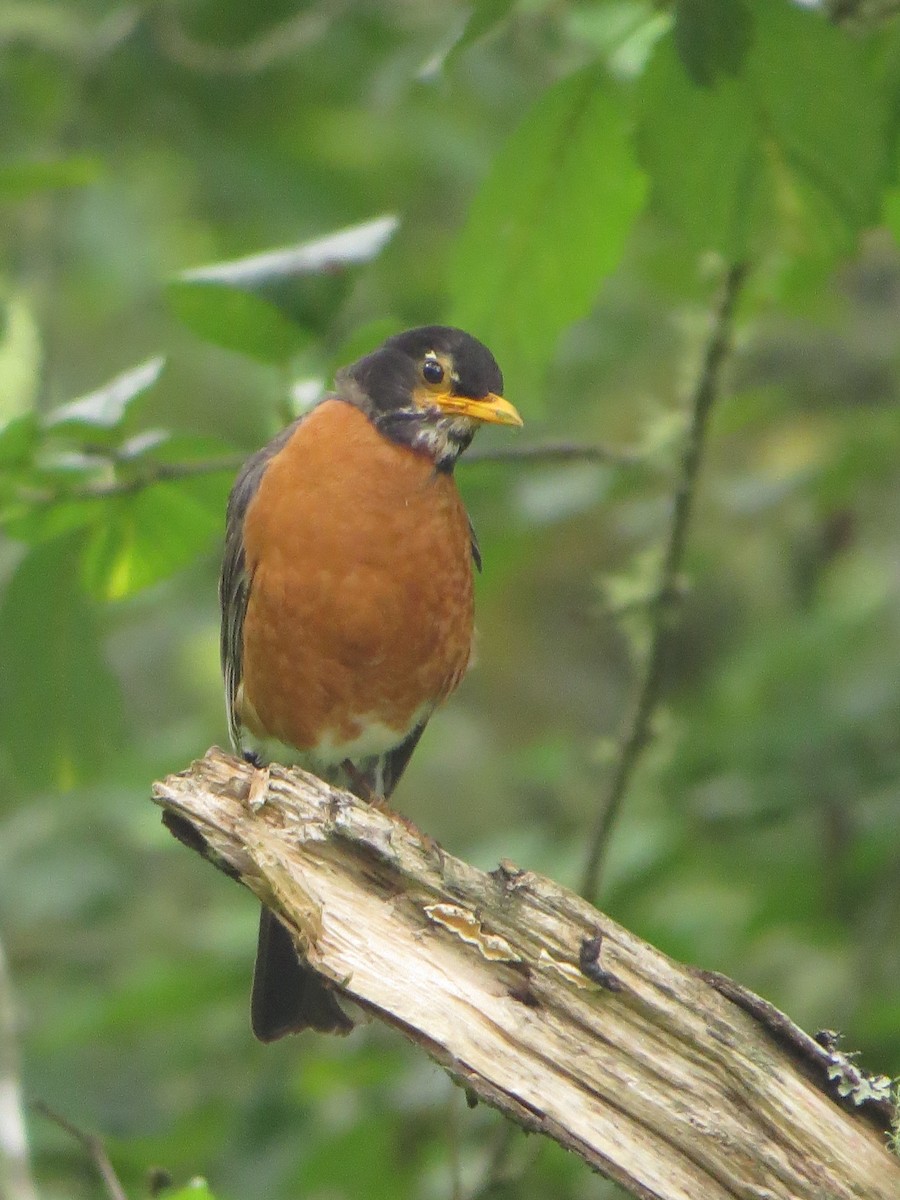 American Robin - ML642242144