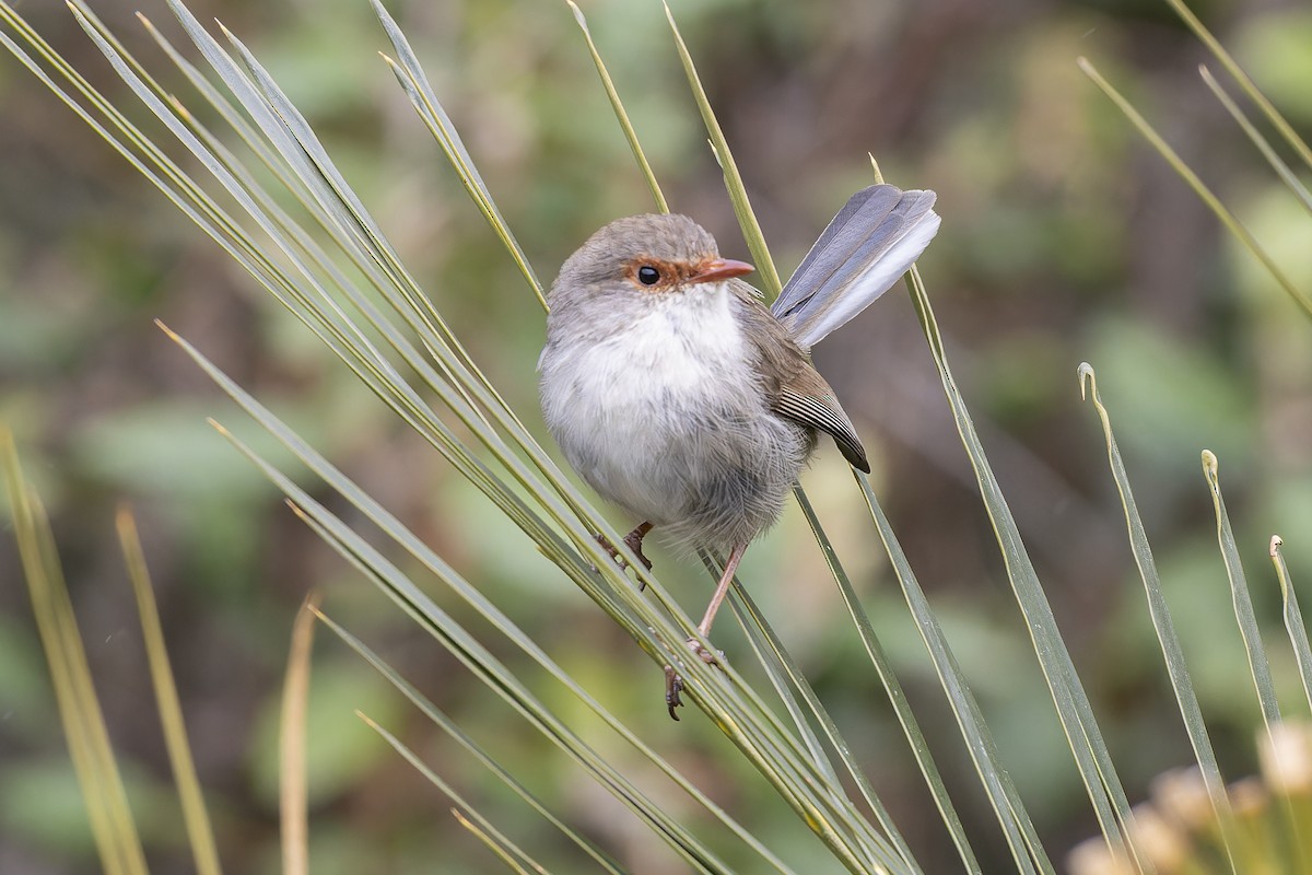 Superb Fairywren - ML642242154