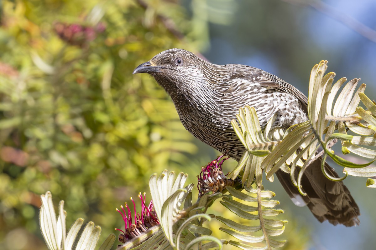 Little Wattlebird - ML642242183