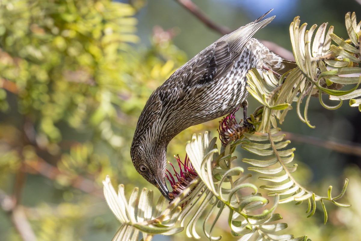 Little Wattlebird - ML642242185