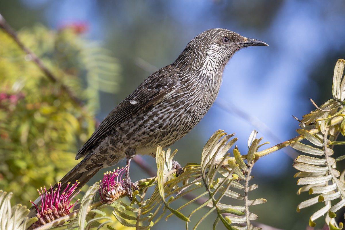 Little Wattlebird - ML642242186
