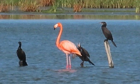 American Flamingo - ML642242187
