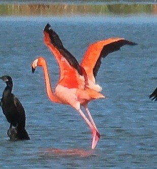 American Flamingo - ML642242188