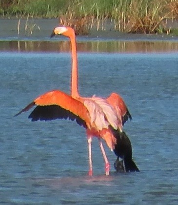 American Flamingo - ML642242189