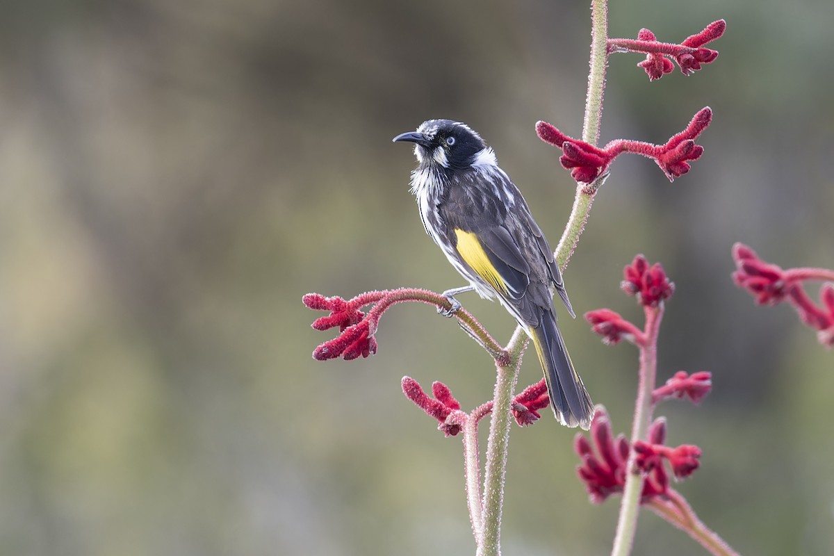 New Holland Honeyeater - ML642242199
