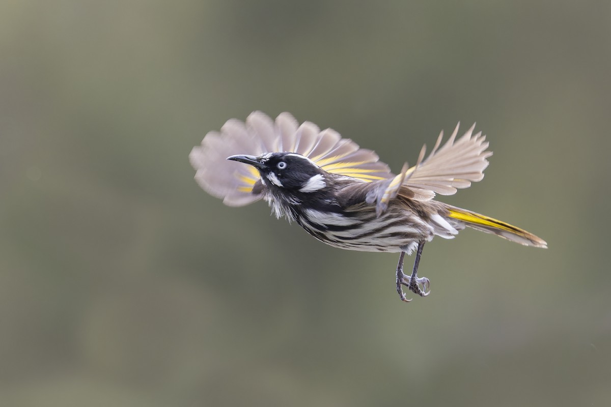 New Holland Honeyeater - ML642242200