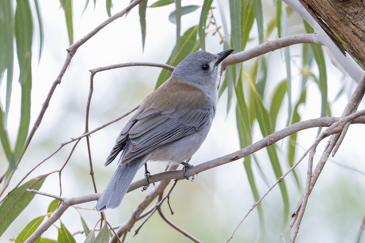 Gray Shrikethrush - ML642242229