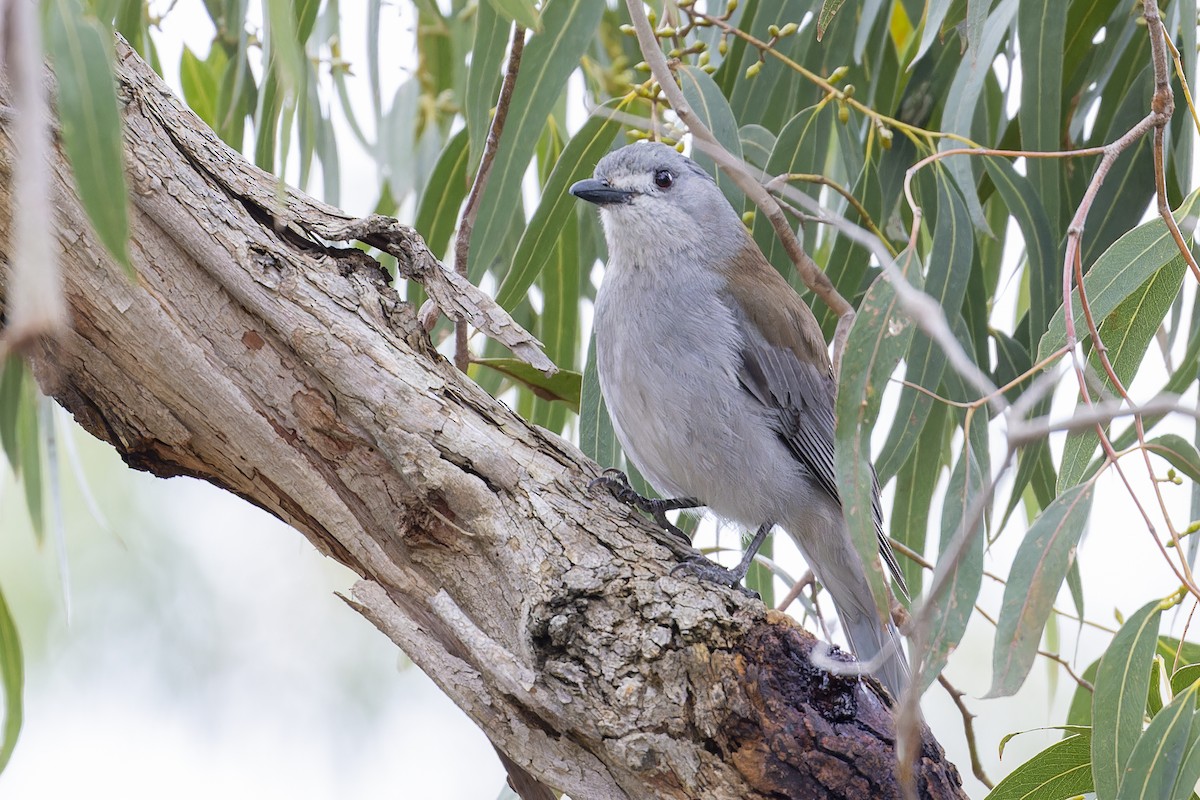 Gray Shrikethrush - ML642242230