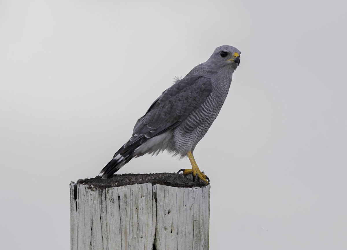 Gray Hawk - ML642242240