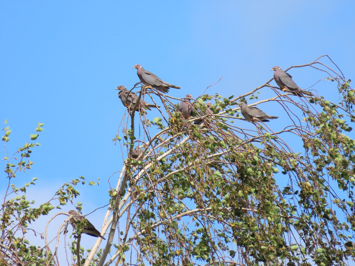 Band-tailed Pigeon - Kyle Leader