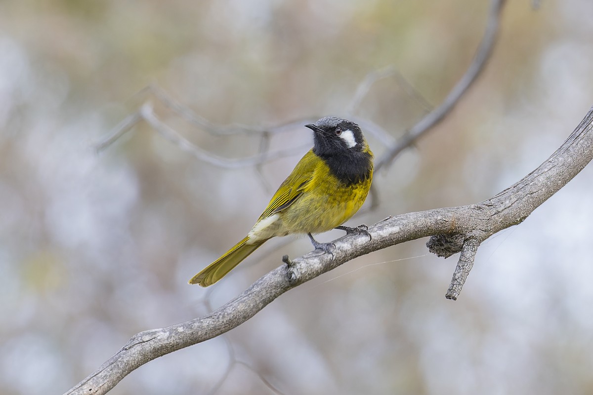 White-eared Honeyeater - ML642242253
