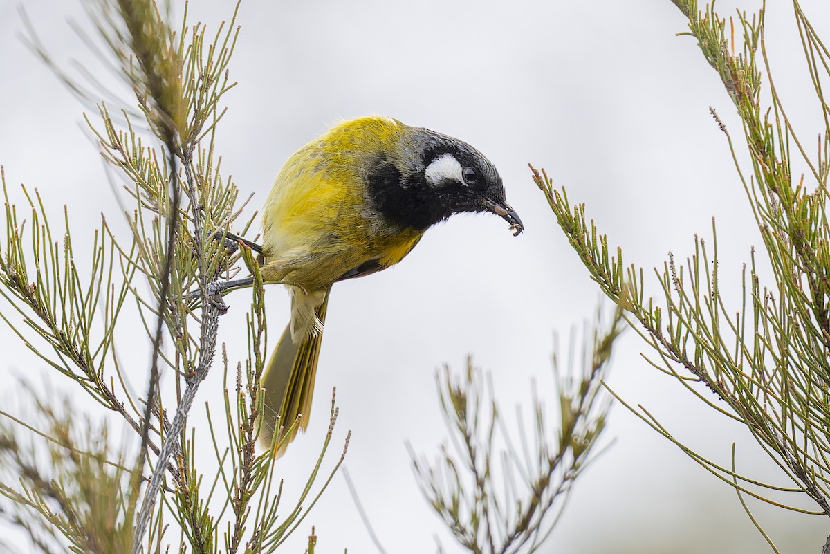 White-eared Honeyeater - ML642242254