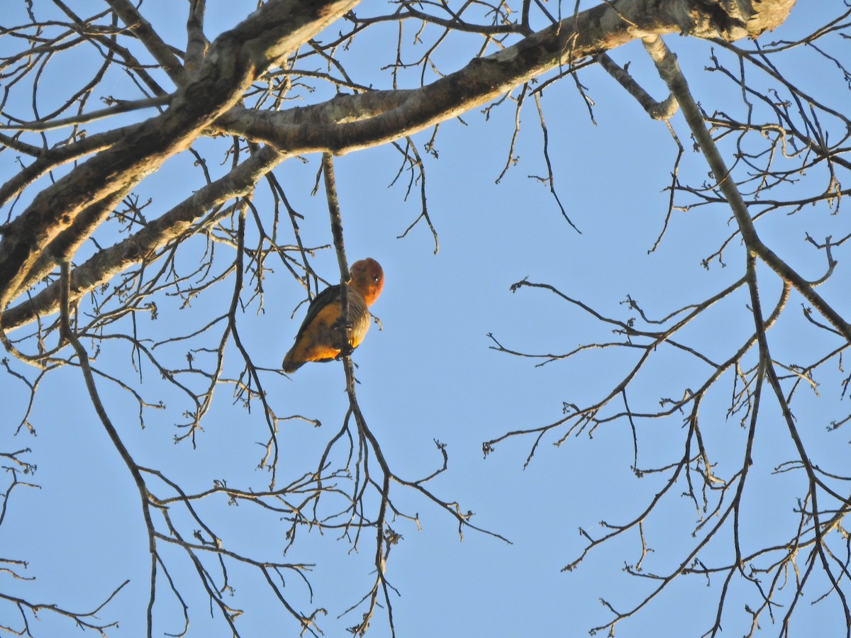 White-bellied Parrot - ML642242277