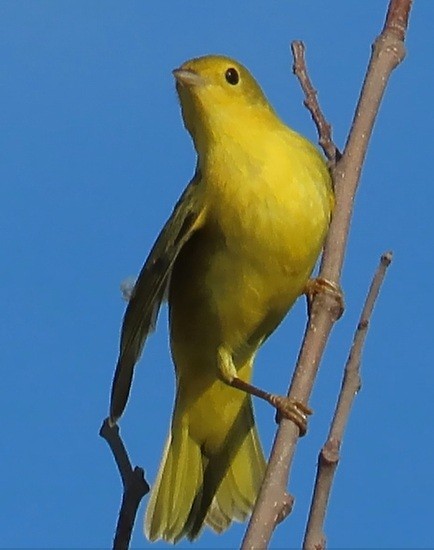 lesňáček zlatotemenný - ML642242306