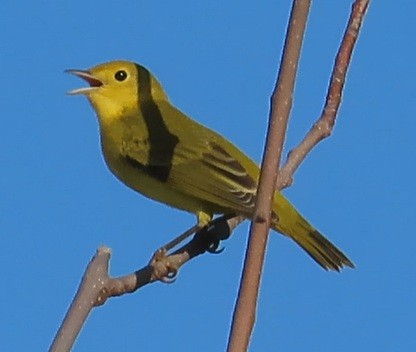 lesňáček zlatotemenný - ML642242307