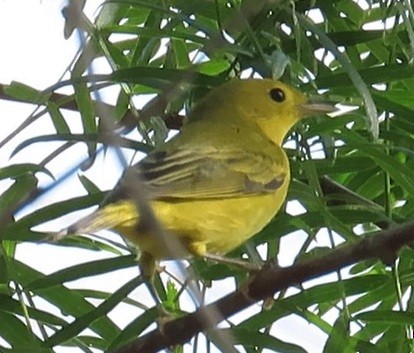 lesňáček zlatotemenný - ML642242308