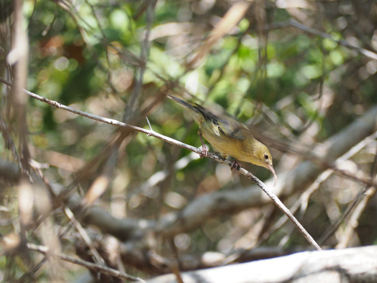 Bicolored Conebill - ML642242310