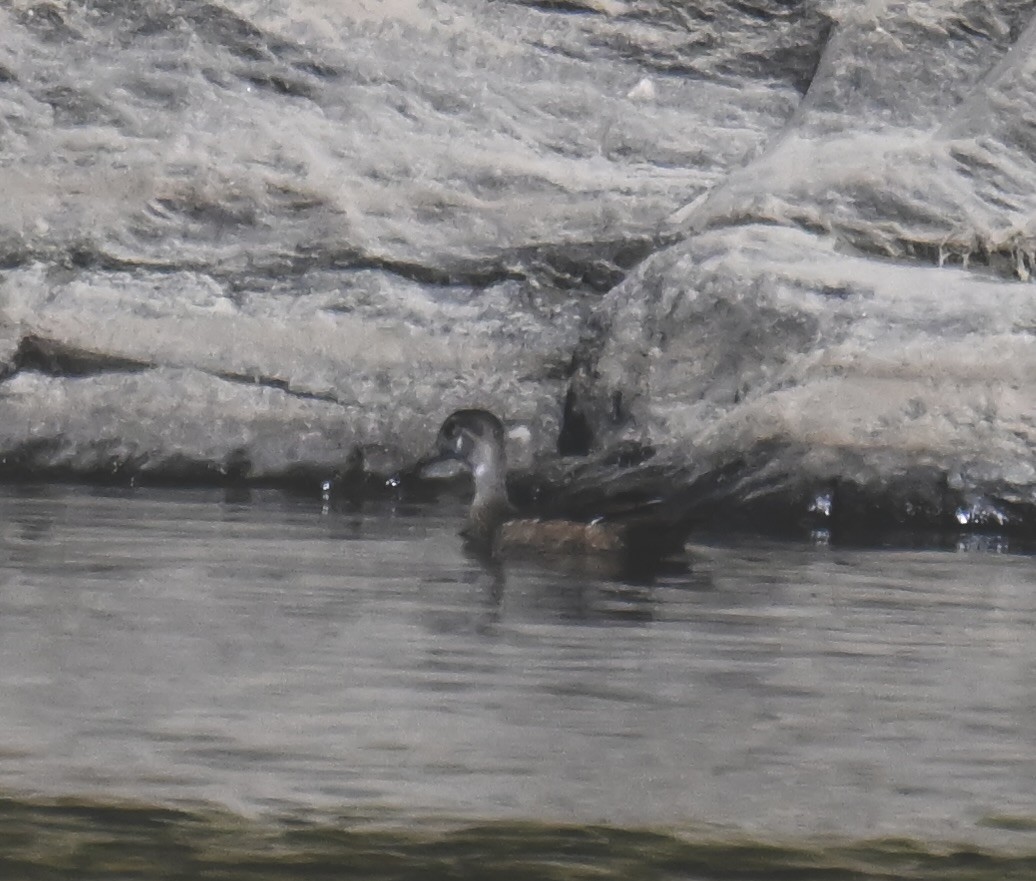 Ente, unbestimmt - ML642242319