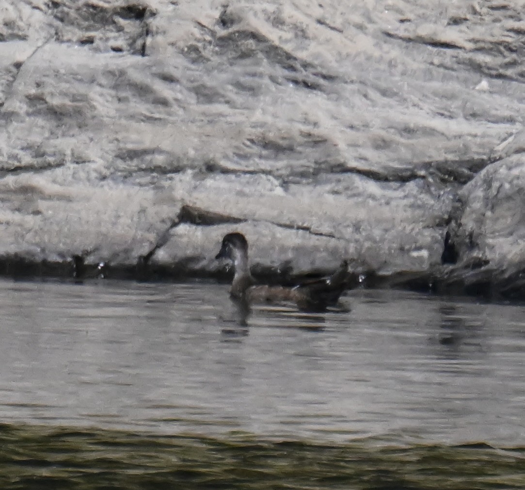 Ente, unbestimmt - ML642242329