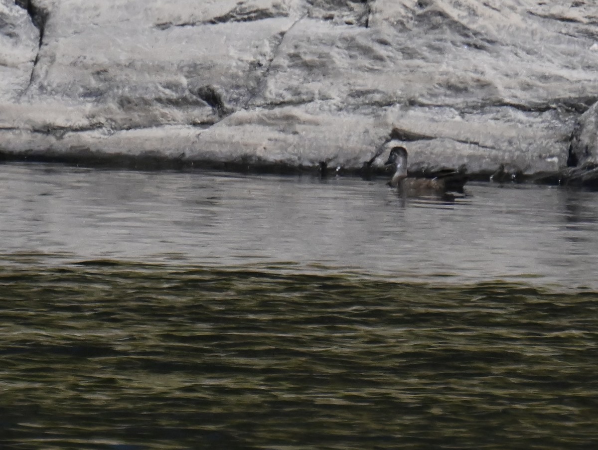 Ente, unbestimmt - ML642242341