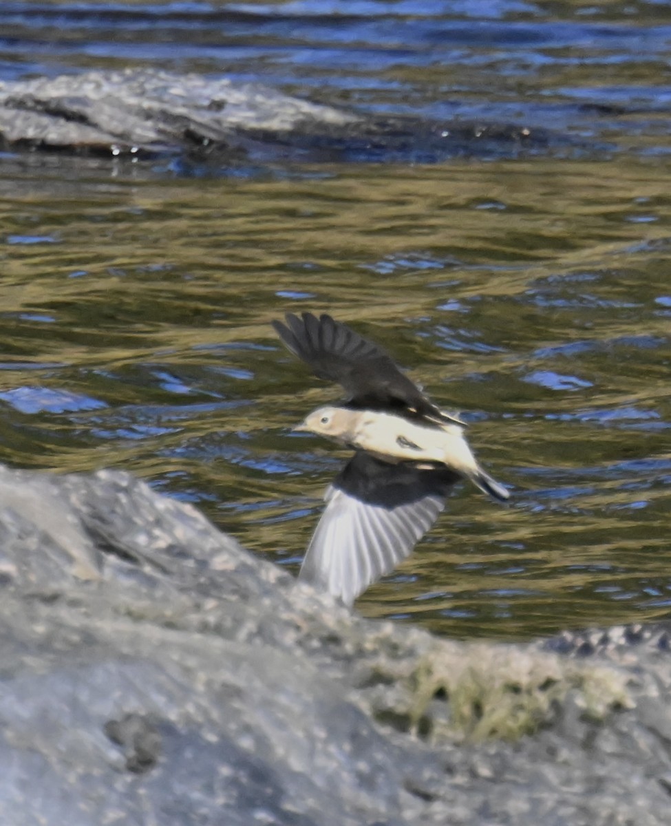 American Pipit - ML642242355