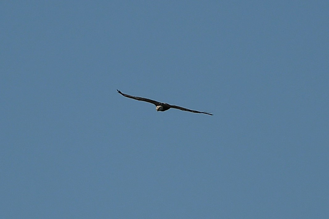 Weißkopf-Seeadler - ML642242373