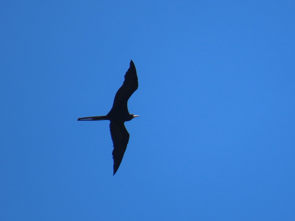 Prachtfregattvogel - ML642242393